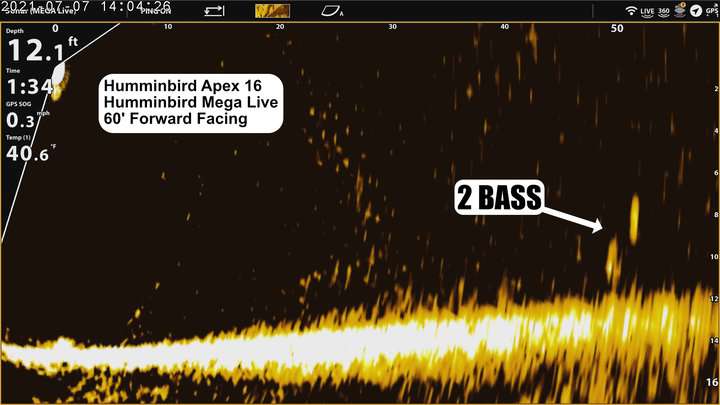 Bass highlighted in down imaging