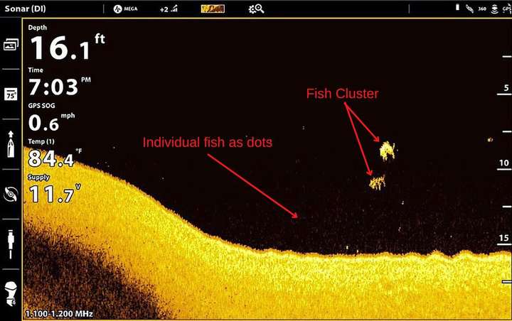 down imaging fish cluster