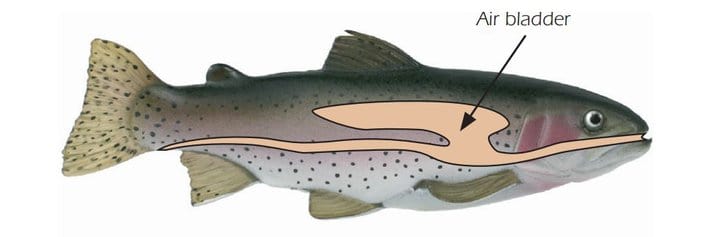 fish air bladder illustration