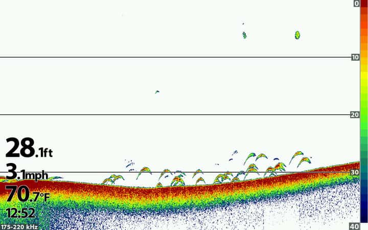 walleye on 2d sonar fish finder